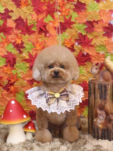 20241101ピノくん